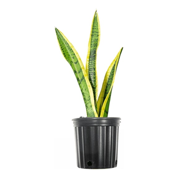 6 Inch Snake Plant Sansevieria Laurentii - Live Air Purifying Houseplant - Green And Yellow Variegated Foliage