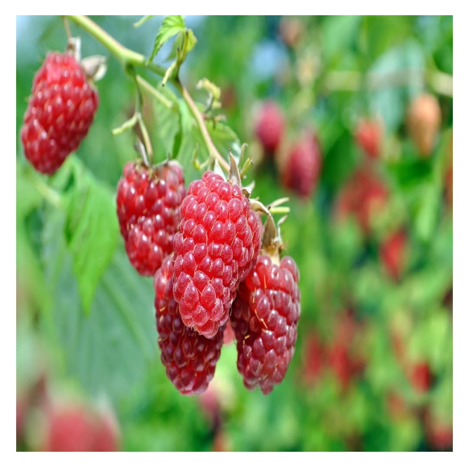 6 Joan J Raspberry Plants Plant Included!