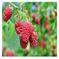 6 Joan J Raspberry Plants Plant Included!