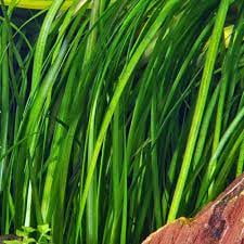 Live Jungle Vallisneria Americana Aquarium Plants  6 Pack Tall Background Aquarium Grass for Fish Tanks, Easy Live Aquatic Plants