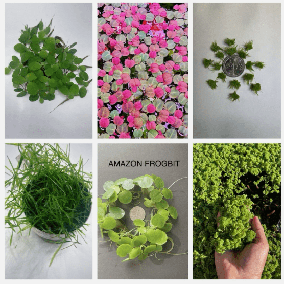 6 Kind Of Live Floating Aquarium Plants Combo for Fish Tank, Freshwater Aquarium Floating Plants Pack, Easy Live Aquatic Plants for Betta Shrimp Goldfish Tank