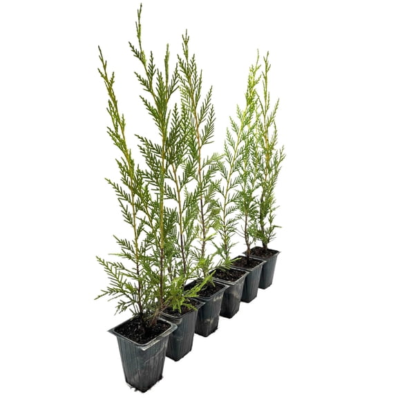 6 Leyland Cypress – Fast-Growing Tall Evergreen Conifer Tree with Dense, Feathery Foliage for Privacy Screens & Hedges (Cupressocyparis leylandii) in 3.5″ Cubes, Live Plants