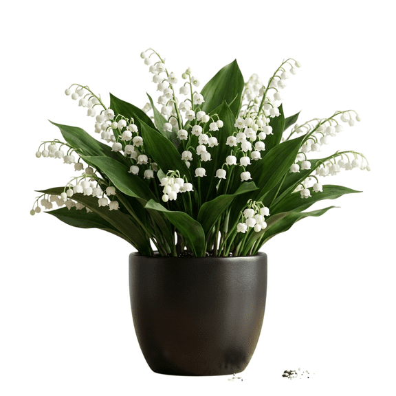 6 Lily of the Valley Bulbs for Planting White Weeping Flowers Convallaria Majalis Fragrant Spring Blooms White Lilies Pips