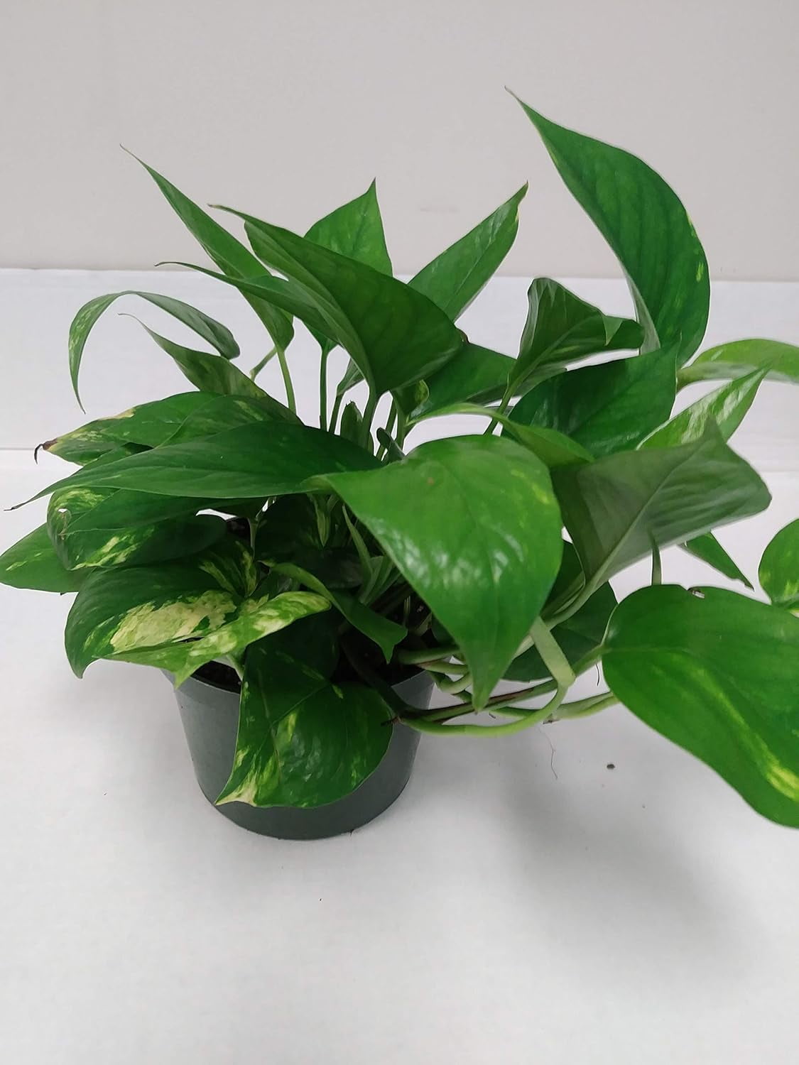 6" Live Golden Pothos - Indoor Plant