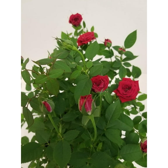 6" Live Mini Red Rose Bush