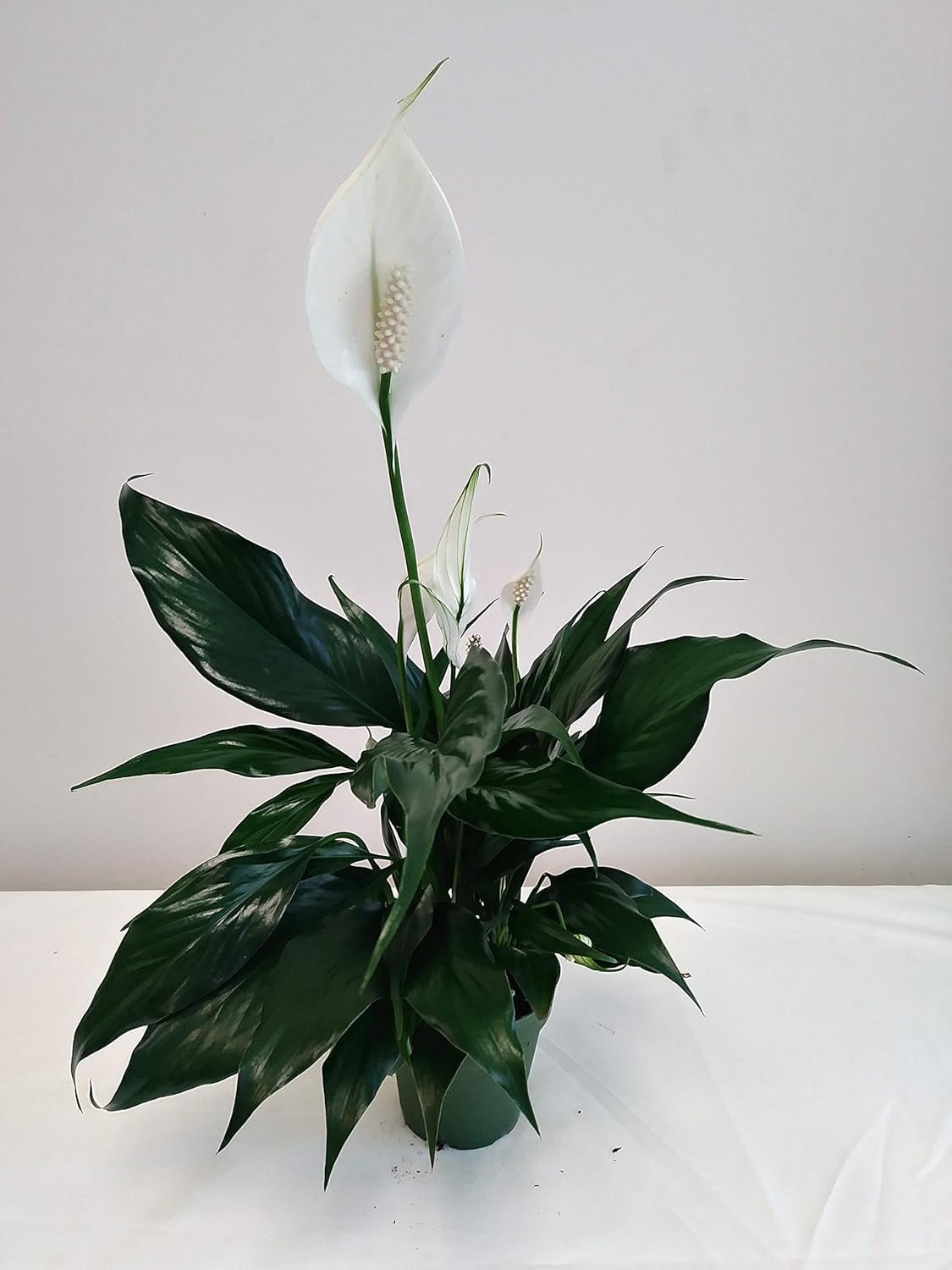 Shop Beautiful Peace Lily Indoor Plants for Home & Office Decor