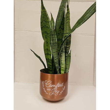 6" Live Sanseviera or Snake Plant in a Copper Plated Holiday "Comfort and Joy" Gift Container