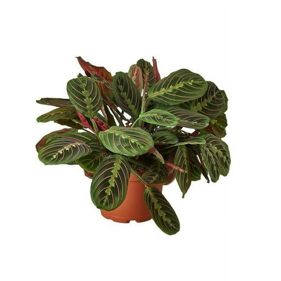 6-MARANTA-RED-NURSERY.POT 6 in. Maranta Red Prayer Nursery Pot