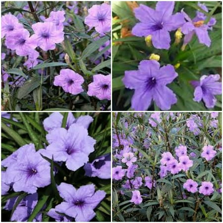 6 MEXICAN PETUNIA~RUELLIA BRITTONIANA PERENNIAL WELL ROOTED PLANTS SHRUB GARDEN