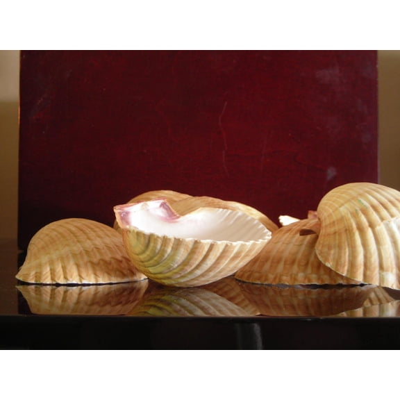 6 Mexican Deep Scallops 2 1/2-3" Baking Shells Beach Wedding Decor Crafts