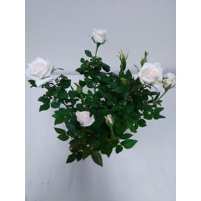 6" Mini White Rose Bush