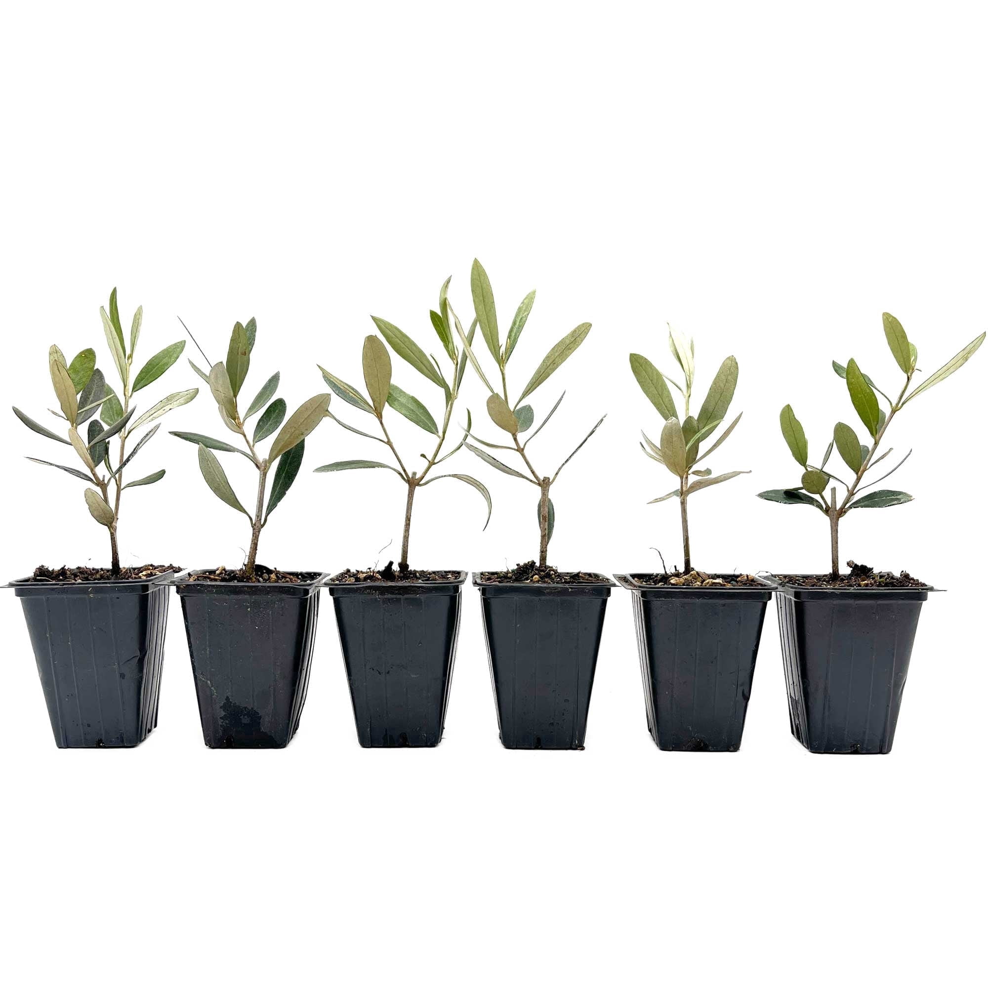 6 Mission Olive Trees – Evergreen Edible Olive Fruit Tree for Indoor or Outdoor Growing, Mediterranean Patio & Container Plant (Olea europaea ‘Mission’) in 3.5″ Cubes, Live Plants