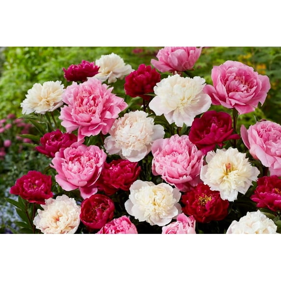 6 Mixed Color Peony Roots for Planting - Grow Beautiful Perennial Peony Flowers - 6 Healthy Roots