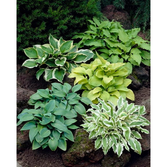 6 Mixed Hosta Plant Roots for Growing - Gardners Mix (6 Hosta Roots)