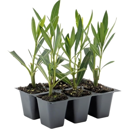 6 Nerium Red Oleander Shrubs | Live Plants in 2.5-inch Nursery Cubes | Jannoch Variety | Deer-Resistant Evergreen Perennial | Stunning Red Blooms for Outdoor Hedges & Garden Landscaping
