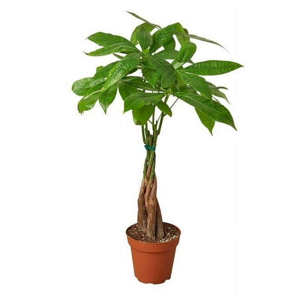 6-PACHIRA-BRAID Guiana Chestnut Money Tree Pachira Braid Plant in 6 in. Pot