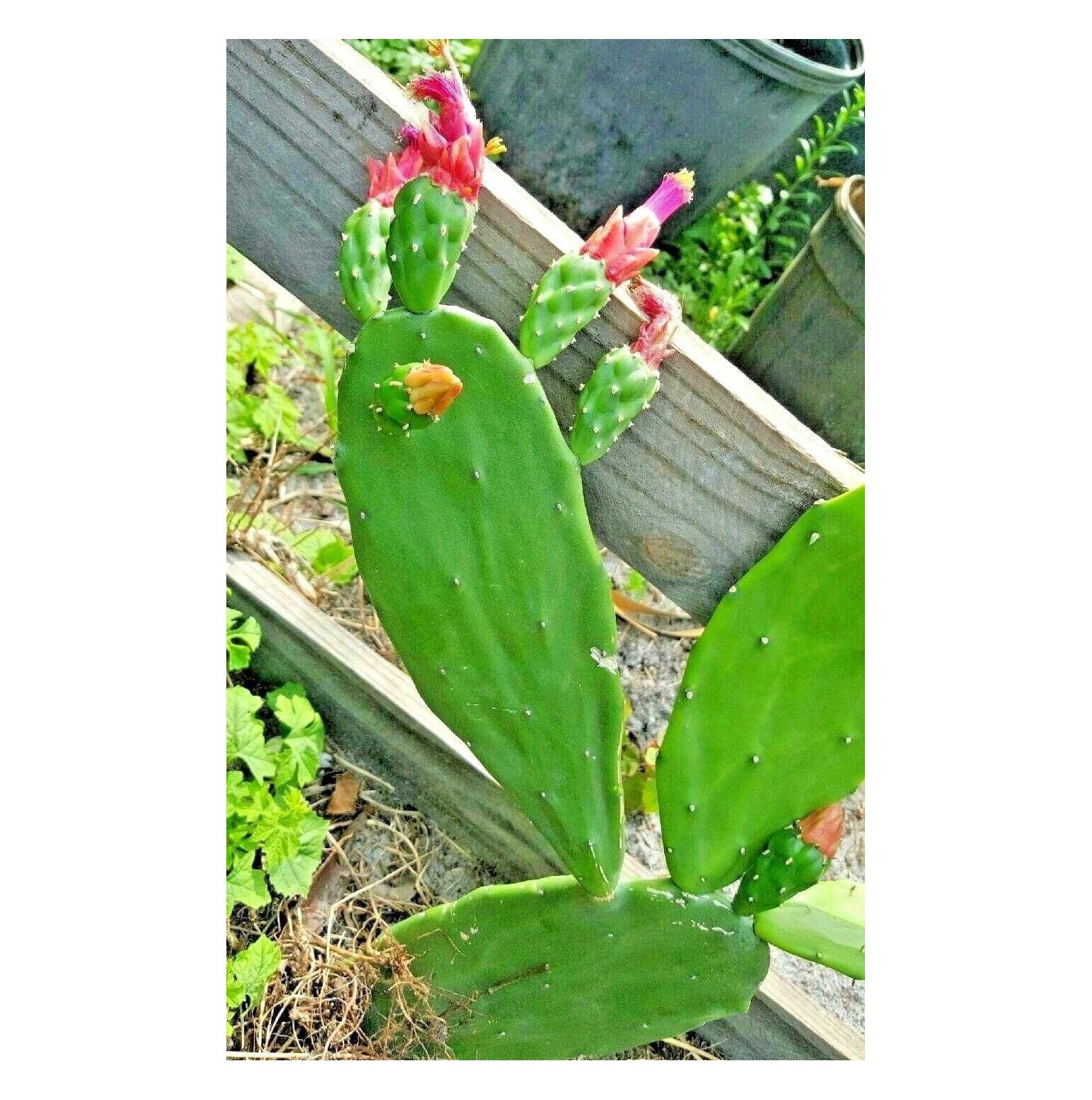 6 PADS Tortoise Spineless thornless,Edible Nopales Prickly Pear Cactus