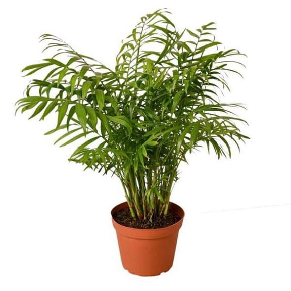 6-PALM-PARLOR 6 in. Pot Parlor Palm Plant
