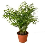 6-PALM-PARLOR 6 in. Pot Parlor Palm Plant