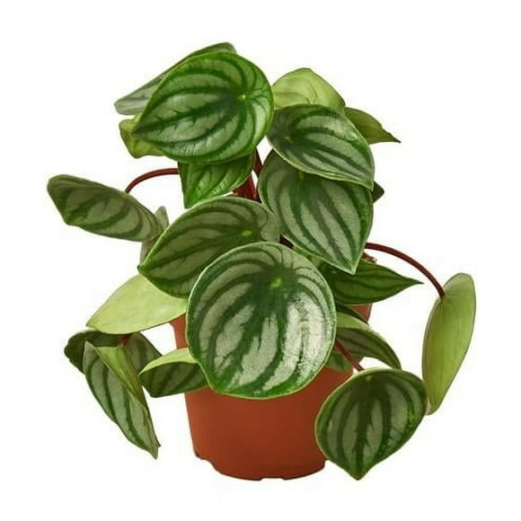6-PEPEROMIA-WATERMELON Peperomia Watermelon Plant in 6 in. Pot