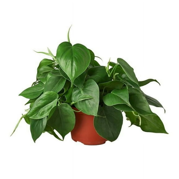 6-PHILODENDRON-CORDATUM Philodendron Cordatum Heartleaf Plant in 6 in. Pot