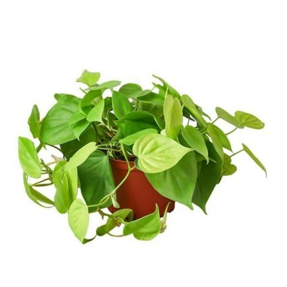 6-PHILODENDRON-NEON 6 in. Pot Philodendron Neon Plant