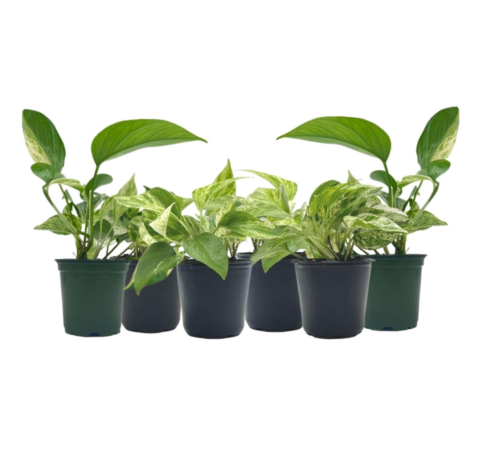 6-PK Live Marble Queen Pothos, Epipremnum aureum, Air Purifying Indoor Plant,  Low Light Houseplant, Easy Care Plant, 4-inch Pot(s) - Walmart.com