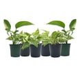 thumbnail image 1 of 6-PK Live Marble Queen Pothos, Epipremnum aureum, Air Purifying Indoor Plant, Low Light Houseplant, Easy Care Plant, 4-inch Pot(s), 1 of 6