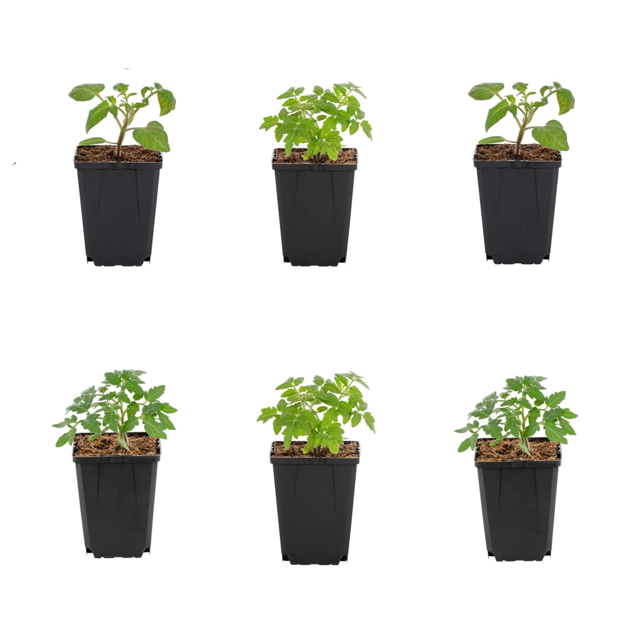 Expert Gardener 1Pt Beefsteak, Better Boy and Cherry Tomato Mix Annual Plant, 6-Pack