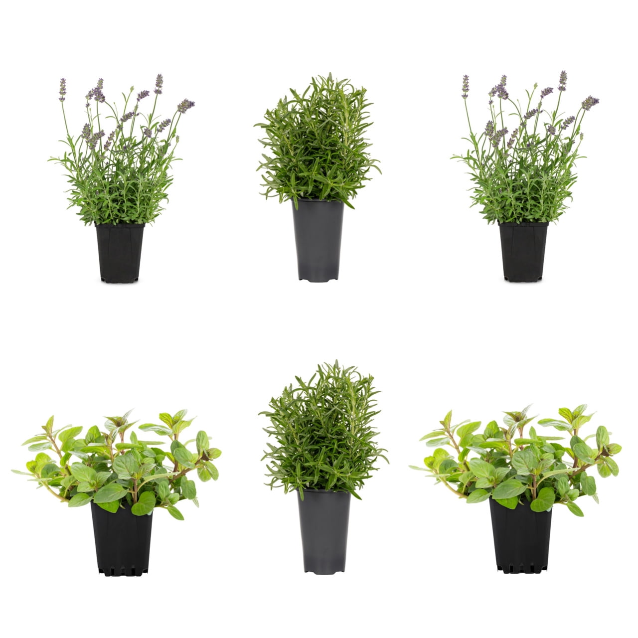 Expert Gardener 1PT Lavender, Peppermint and Rosemary Herb Mix Annual Live Plants (6-Pack) Full Sun