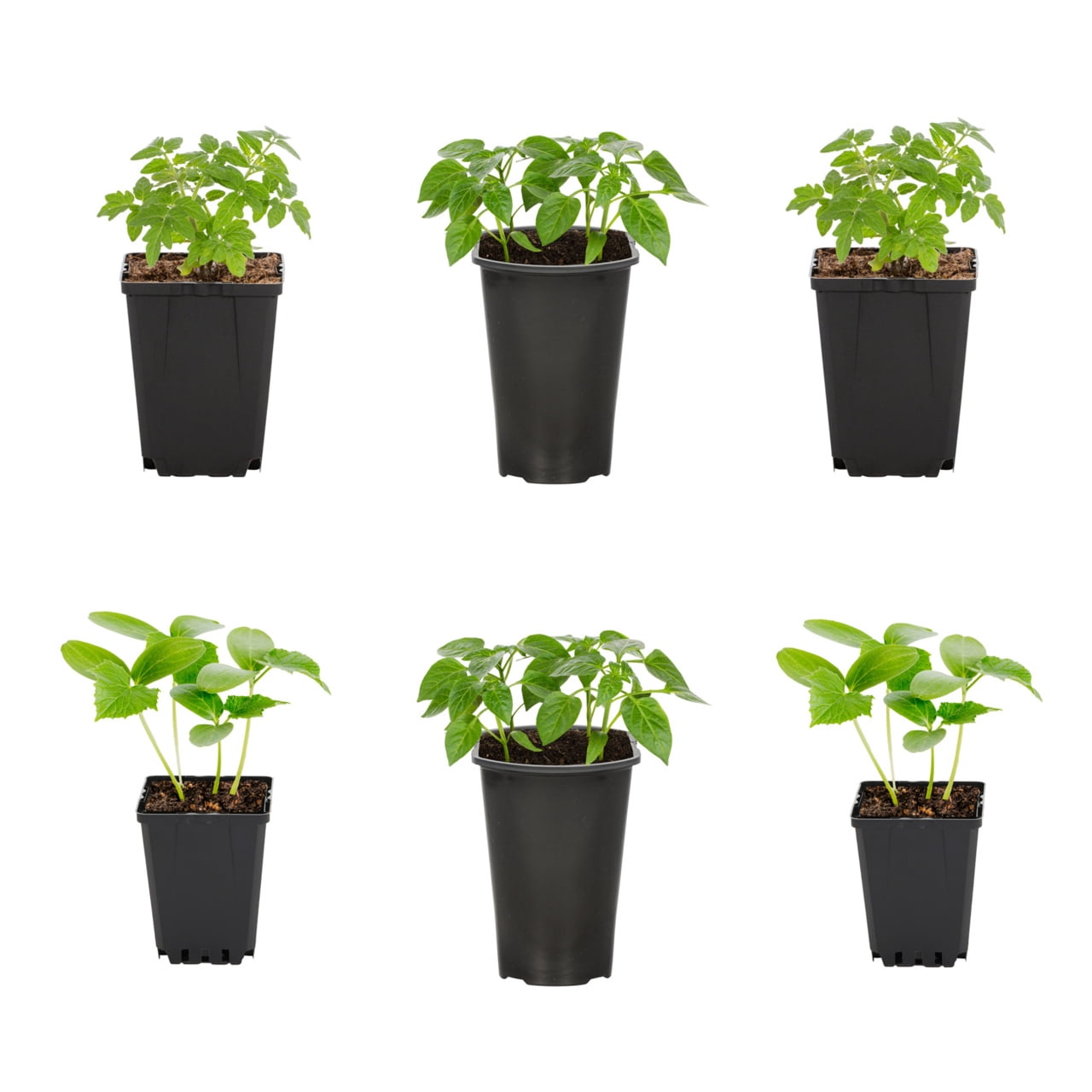 Expert Gardener 1PT Cherry Tomatoes, Cucumbers and Sweet Pepper Mix Live Edible Plant, (6-Pack) Full Sun