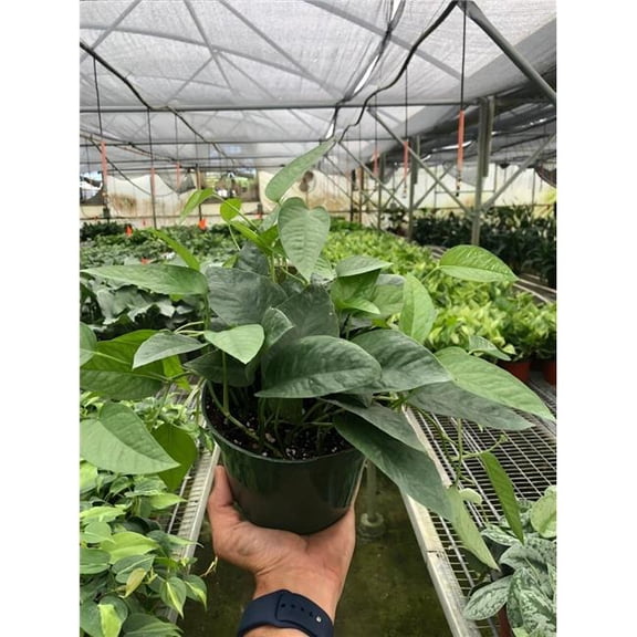 6-POTHOS-CEBU Blue Pothos Plant - 6 in. Pot - Stunning Foliage