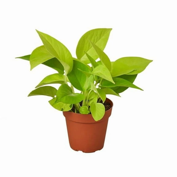 6-POTHOS-NEON Neon Pothos Plant in 6 in. Pot