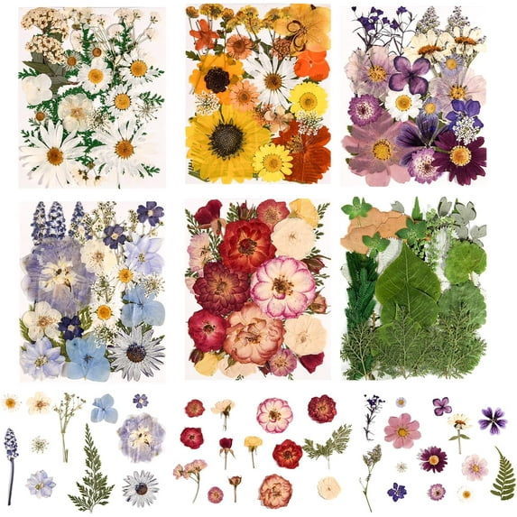 6 Pack 150PCS Real Pressed Dried Flowers Dry Leaves Craft Kit - Natural Dried Flowers for DIY Crafts, Resin Jewelry, Cards, Soap, CandleMaking, Nail Art, and Scrapbooking (Colorful)