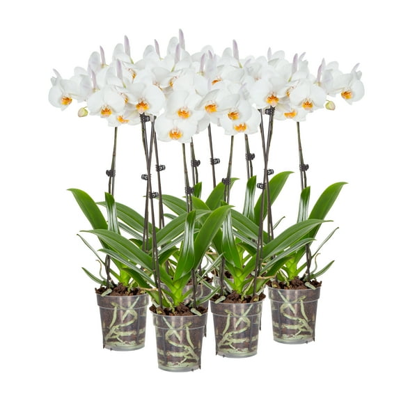 6 Pack 5 inch White Orchids in Grower Pot, Live Plants