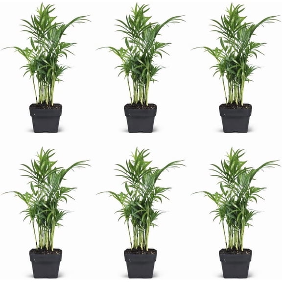 6 Pack Chamaedorea Parlor Palm Live Plant Bundle in 3 Inch Pots, Neanthe Bella Indoor Houseplants for Home or Office