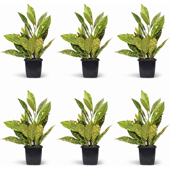 6 Pack Croton Gold Dust Live Plant Bundle, 3 Inch Pots, Codiaeum Variegatum Gold Dust Houseplant, Indoor Outdoor Tropical Foliage Plant