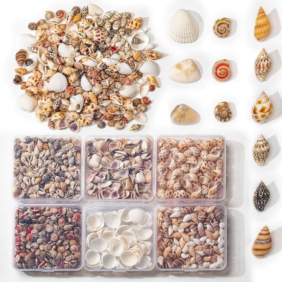 6-Pack Divided Seashells - 6 Types Sea Shells 900+Pcs - for Decorations Candle Decor DIY Fish and Beach Vase Filler for Crafting Spiral Conch Shells