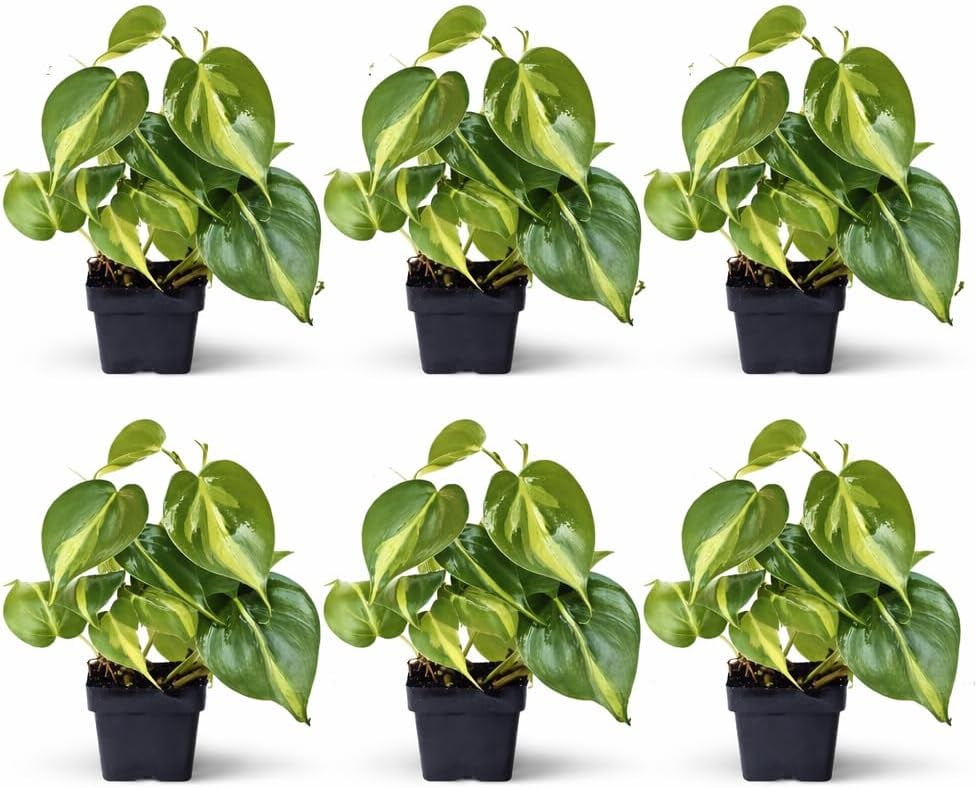 6 Pack Live Brazilian Philodendron Scandens Brazil, Philodendron Live Plant Bundle in 3 Inch Pots, Philodendron Brasil Houseplants, Variegated Indoor Live Plants