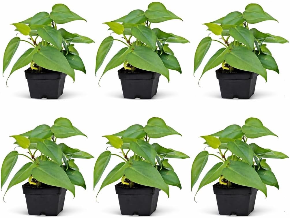 6 Pack Live Heartleaf Green Philodendron in 3 Inch Pots, Philodendron Hederaceum Indoor Houseplants, Vining Live Plants