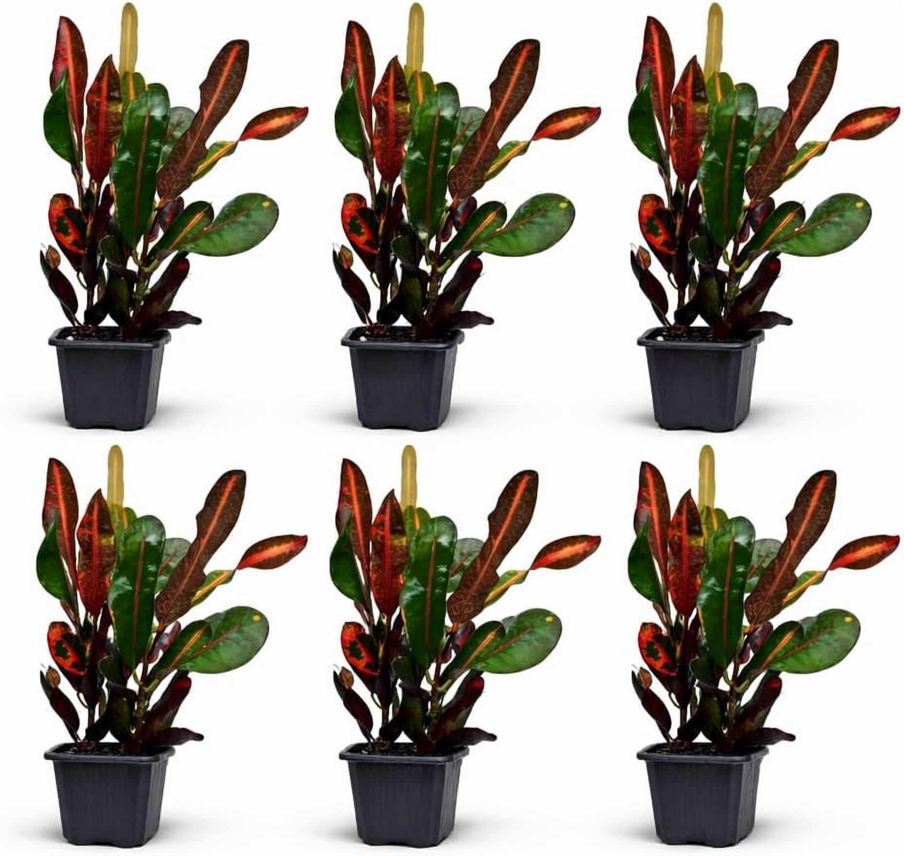 6 Pack Mammy Croton Live Plant Bundle in 3 Inch Pots, Codiaeum Variegatum Indoor Foliage Houseplants for Home or Garden