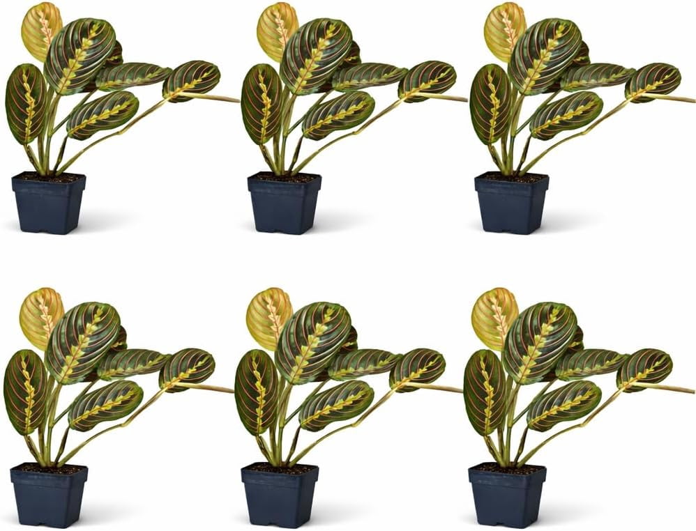 6 Pack Maranta Prayer Plant Bundle, Live Indoor Plants in 3 Inch Pots ...