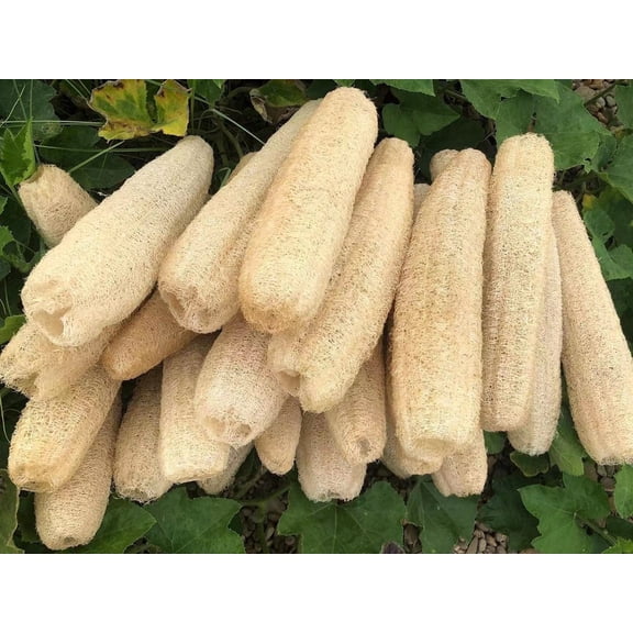 6-Pack Adults Natural Loofah Sponges Organic Luffa Bath Shower Sponge Exfoliating Body Back Scrubber for Men Women SPA Beauty Bathing Daily Care