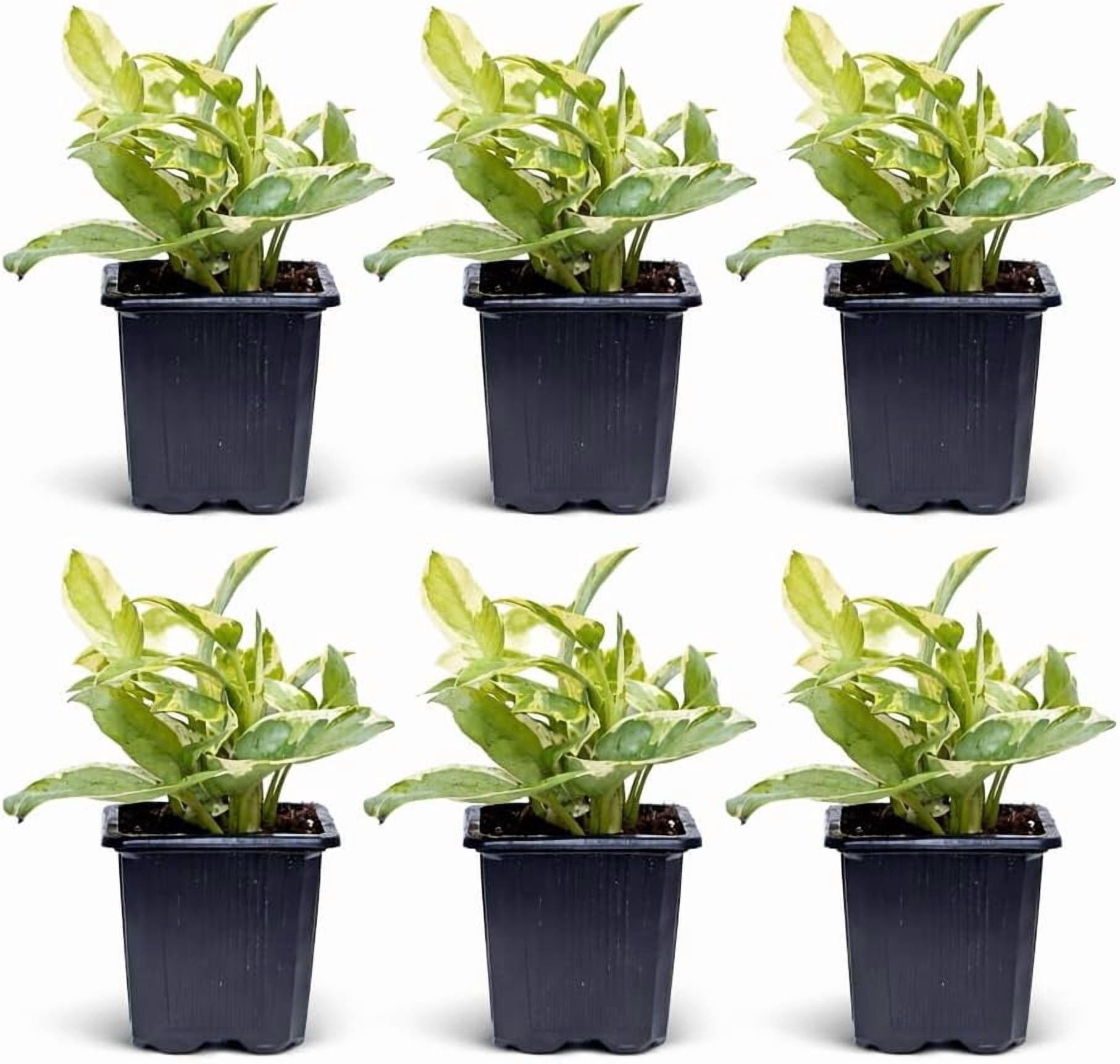 6 Pack Pearls and Jade Pothos Live Plant Bundle, 3 Inch Pots ...
