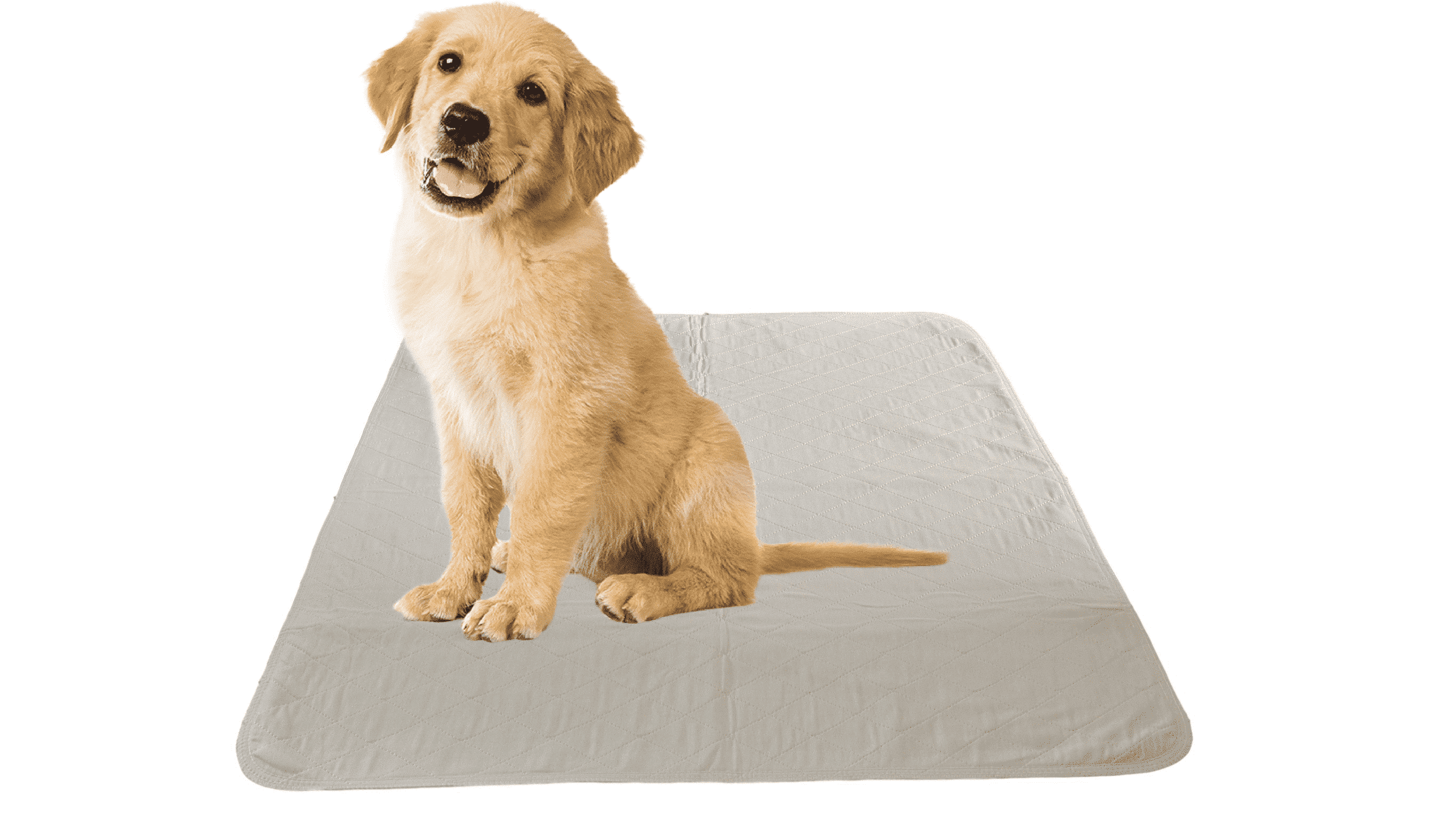 6 Pack Puppy Training Washable Pee Pad - Whelping Absorbent Reusable Pads Carpet/Seat Protection