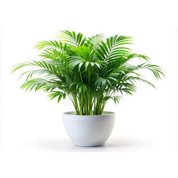 6 Parlor Palm Tree Seeds for Planting - Chamaedorea elegans