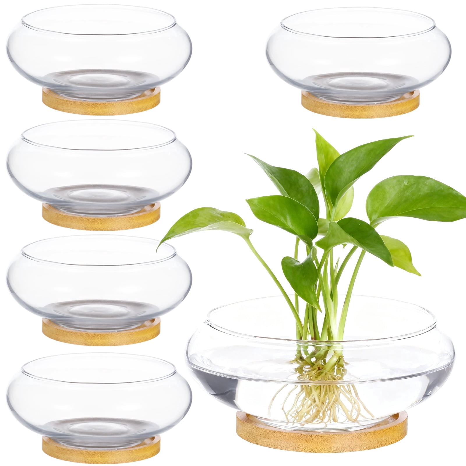 Glass Bowls Plants