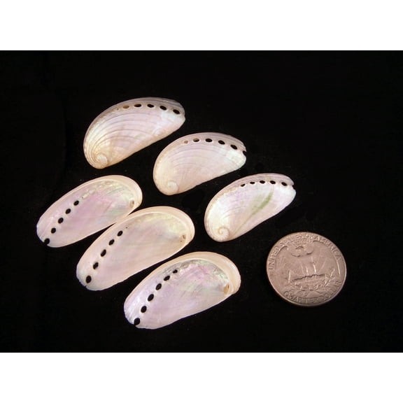 6 Pearl Abalone Shells 2-3" Beach Wedding Seashells Crafts Nautical White