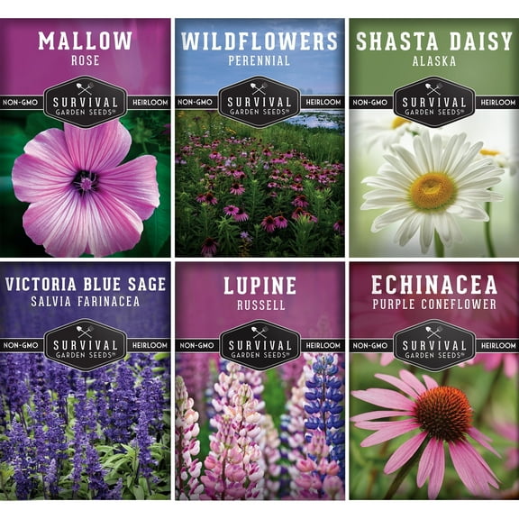 6 Perennial Flowers Seeds - Shasta Daisy Echinacea Russell Lupine Rose Mallow Blue Sage Wildflowers - Full Sun