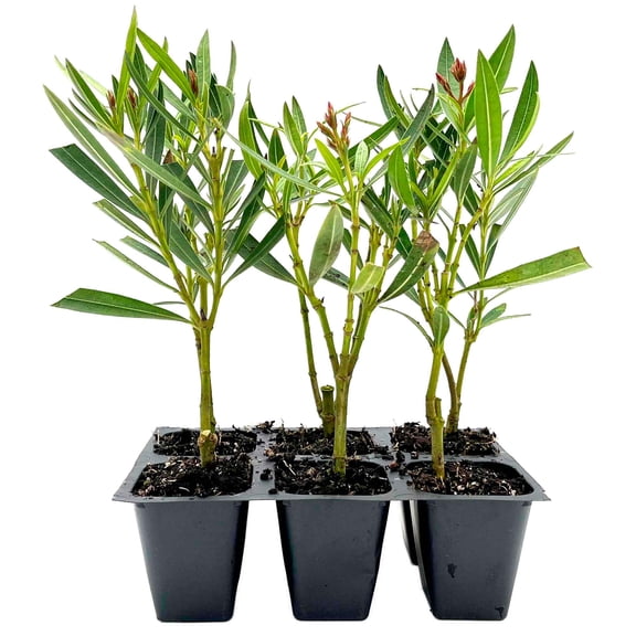 6 Petite Pink Oleander – Dwarf Evergreen Pink Flowering Shrub for Hedges, Borders & Containers (Nerium oleander ‘Petite Pink’) in 2.5″ Cubes, Live Plants
